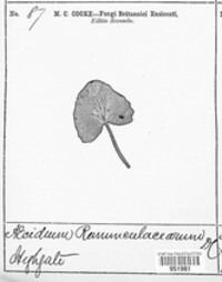 Uromyces dactylidis image